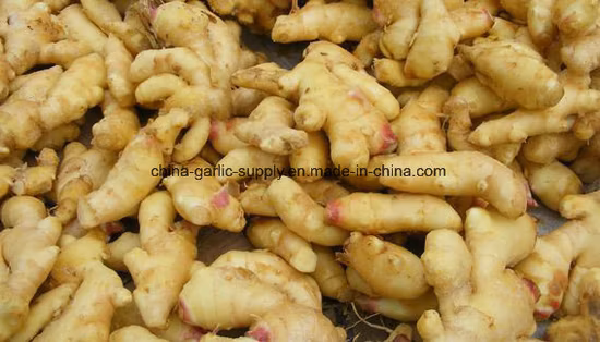Vendevano direttamente verdure surgelate, zenzero, aglio e altri prodotti a base di verdure fresche e di alta qualità biologiche, naturali e non inquinanti